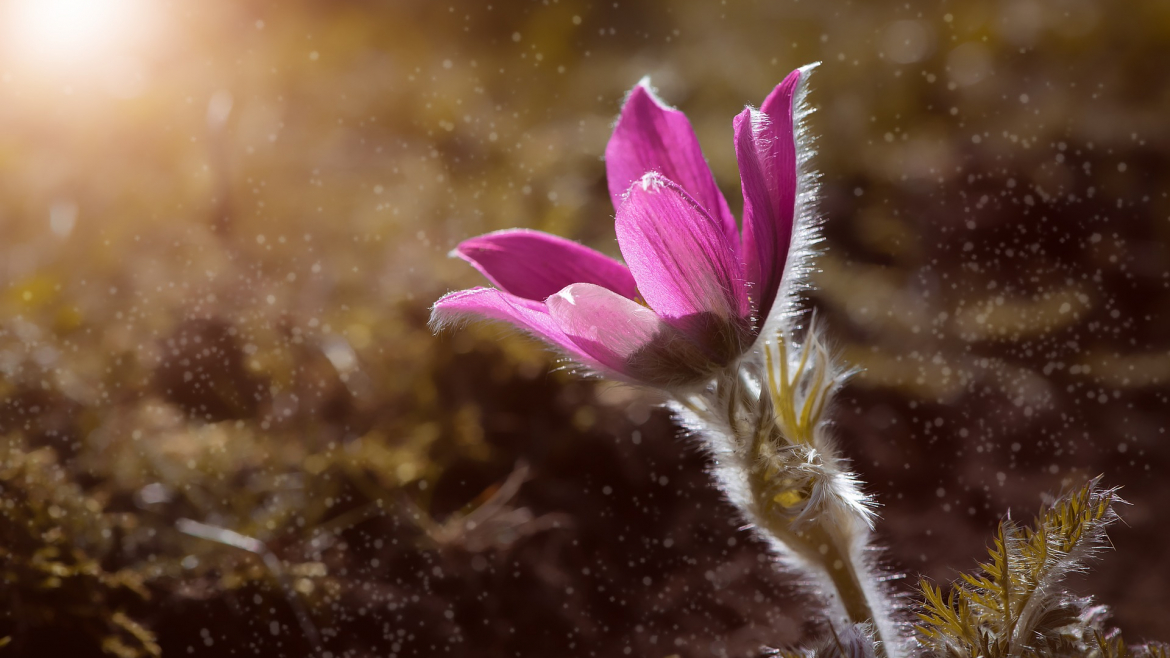Piante e fiori autunnali per aiuole sempre curate