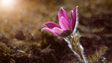 Piante e fiori autunnali per aiuole sempre curate