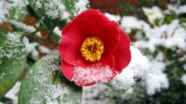 Cura il tuo giardino anche in inverno!