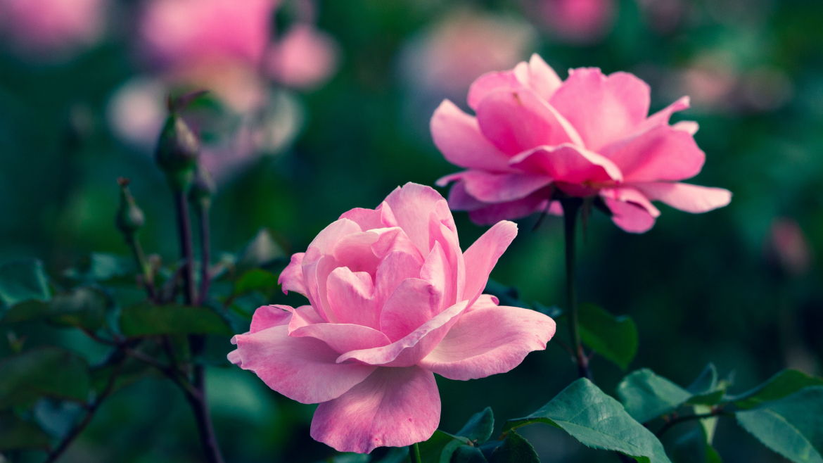 Giardino fiorito in primavera, quali piante scegliere?