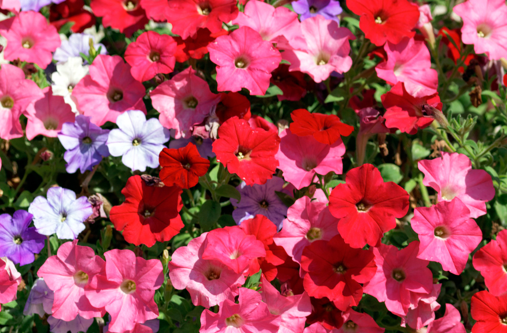 Estate: le piante più belle per il tuo giardino