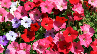 Estate: le piante più belle per il tuo giardino