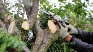 Come abbattere un albero ad alto fusto? La soluzione è Antonello Urso Giardinaggio