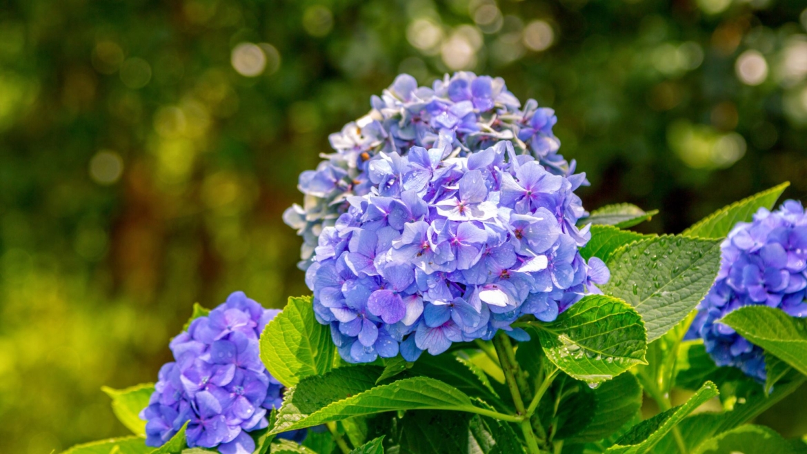 Le migliori piante estive resistenti al sole: i nostri consigli per un giardino sempre fiorito!